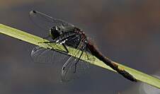 Gr. Moosjungfer (Leucorrhinia pectoralis)